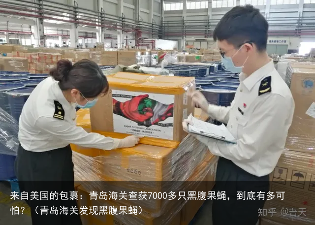 来自美国的包裹：青岛海关查获7000多只黑腹果蝇，到底有多可怕？（青岛海关发现黑腹果蝇）