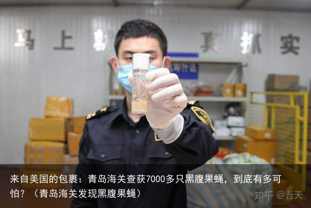 来自美国的包裹：青岛海关查获7000多只黑腹果蝇，到底有多可怕？（青岛海关发现黑腹果蝇）