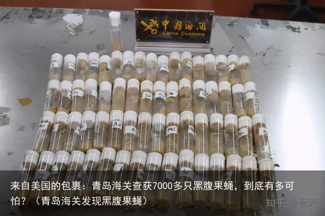 来自美国的包裹：青岛海关查获7000多只黑腹果蝇，到底有多可怕？（青岛海关发现黑腹果蝇）