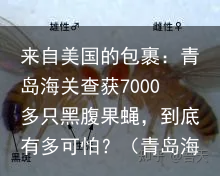来自美国的包裹：青岛海关查获7000多只黑腹果蝇，到底有多可怕？（青岛海关发现黑腹果蝇）