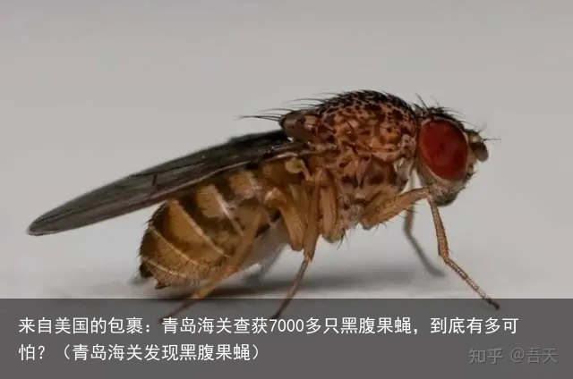 来自美国的包裹：青岛海关查获7000多只黑腹果蝇，到底有多可怕？（青岛海关发现黑腹果蝇）