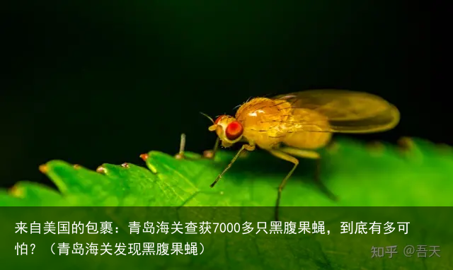 来自美国的包裹：青岛海关查获7000多只黑腹果蝇，到底有多可怕？（青岛海关发现黑腹果蝇）