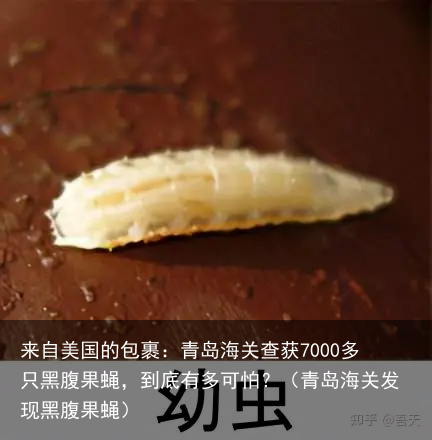 来自美国的包裹：青岛海关查获7000多只黑腹果蝇，到底有多可怕？（青岛海关发现黑腹果蝇）