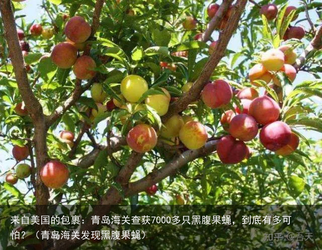 来自美国的包裹：青岛海关查获7000多只黑腹果蝇，到底有多可怕？（青岛海关发现黑腹果蝇）