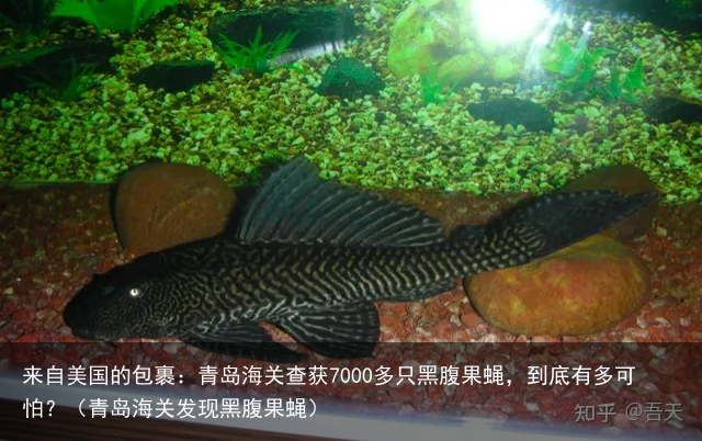 来自美国的包裹：青岛海关查获7000多只黑腹果蝇，到底有多可怕？（青岛海关发现黑腹果蝇）