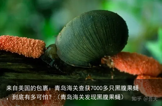 来自美国的包裹：青岛海关查获7000多只黑腹果蝇，到底有多可怕？（青岛海关发现黑腹果蝇）