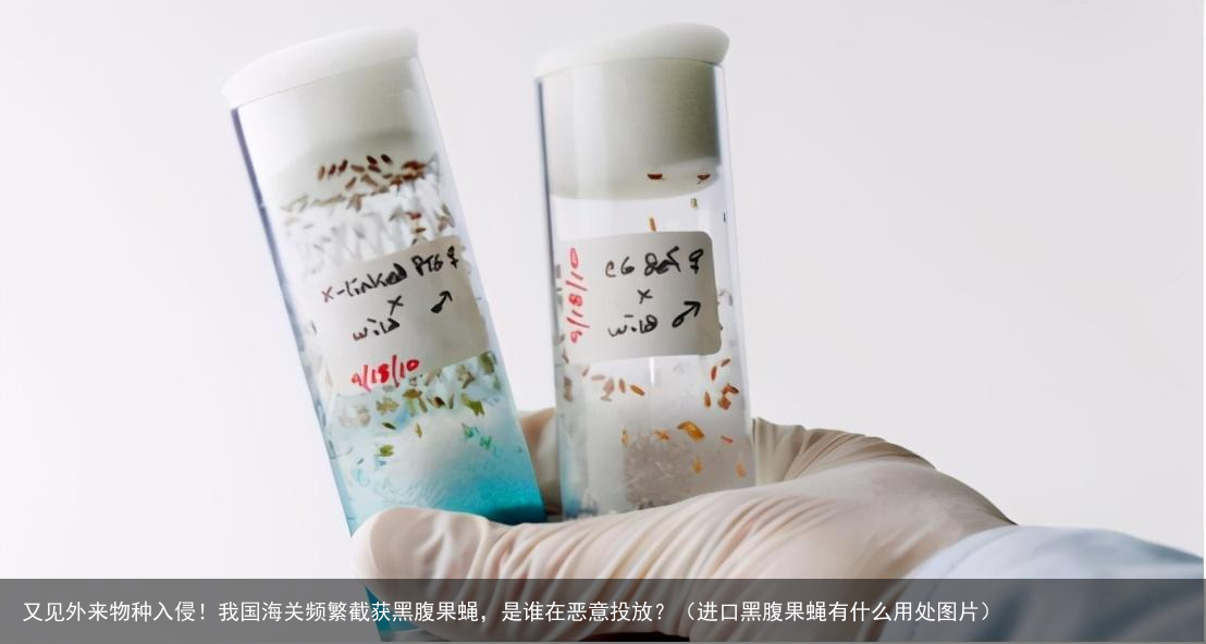 又见外来物种入侵！我国海关频繁截获黑腹果蝇，是谁在恶意投放？（进口黑腹果蝇有什么用处图片）