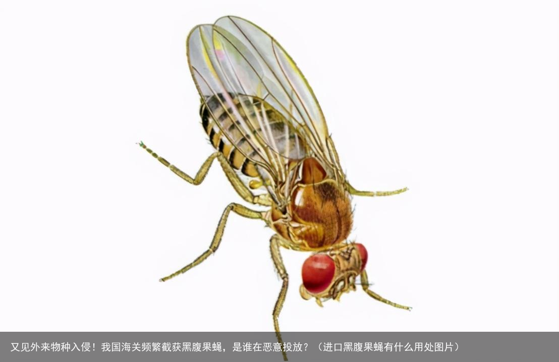 又见外来物种入侵！我国海关频繁截获黑腹果蝇，是谁在恶意投放？（进口黑腹果蝇有什么用处图片）