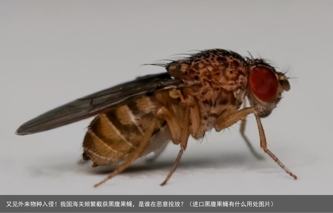 又见外来物种入侵！我国海关频繁截获黑腹果蝇，是谁在恶意投放？（进口黑腹果蝇有什么用处图片）