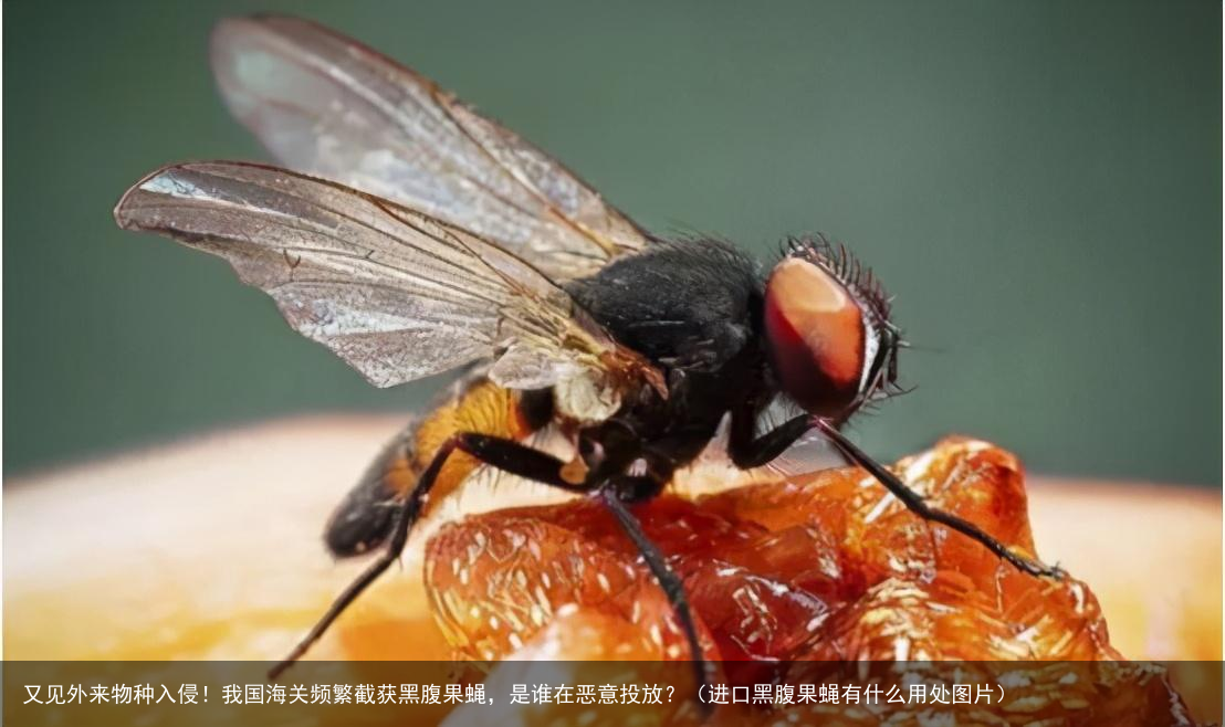又见外来物种入侵！我国海关频繁截获黑腹果蝇，是谁在恶意投放？（进口黑腹果蝇有什么用处图片）