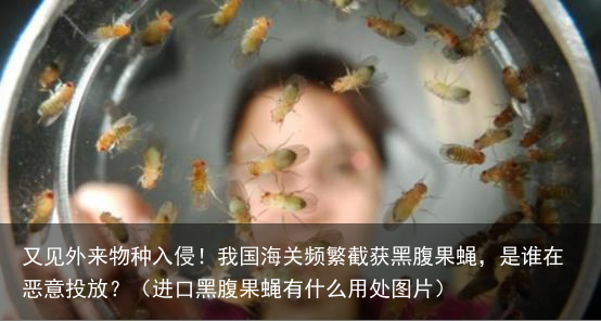 又见外来物种入侵！我国海关频繁截获黑腹果蝇，是谁在恶意投放？（进口黑腹果蝇有什么用处图片）