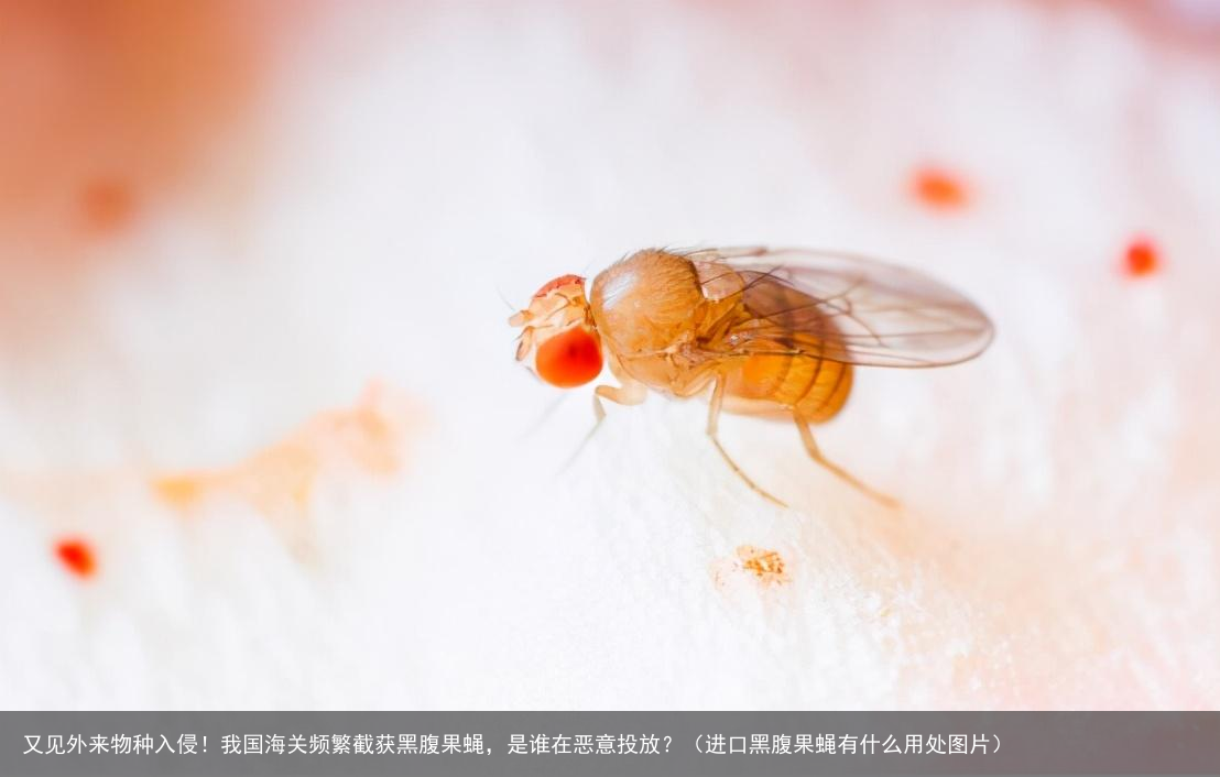 又见外来物种入侵！我国海关频繁截获黑腹果蝇，是谁在恶意投放？（进口黑腹果蝇有什么用处图片）