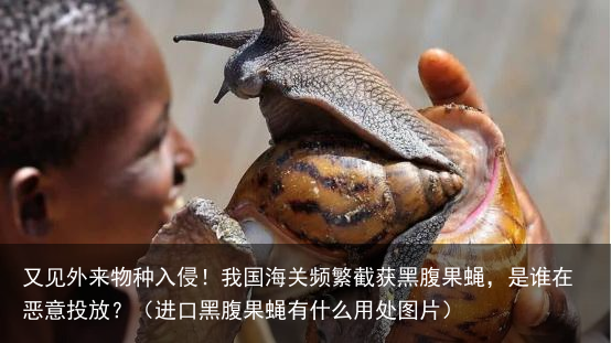 又见外来物种入侵！我国海关频繁截获黑腹果蝇，是谁在恶意投放？（进口黑腹果蝇有什么用处图片）