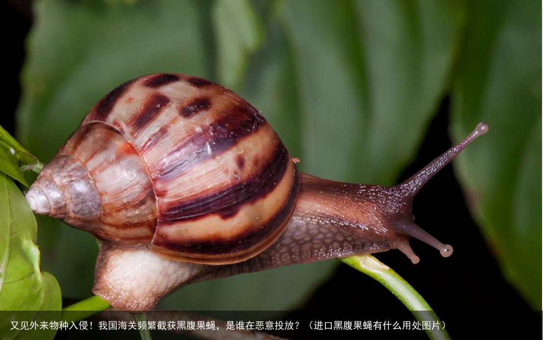 又见外来物种入侵！我国海关频繁截获黑腹果蝇，是谁在恶意投放？（进口黑腹果蝇有什么用处图片）