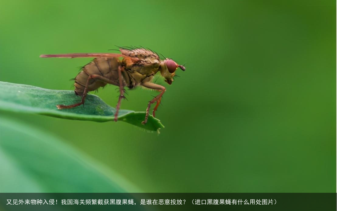 又见外来物种入侵！我国海关频繁截获黑腹果蝇，是谁在恶意投放？（进口黑腹果蝇有什么用处图片）