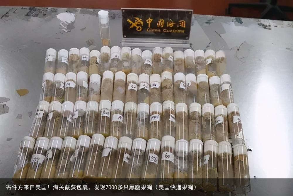 寄件方来自美国！海关截获包裹，发现7000多只黑腹果蝇（美国快递果蝇）