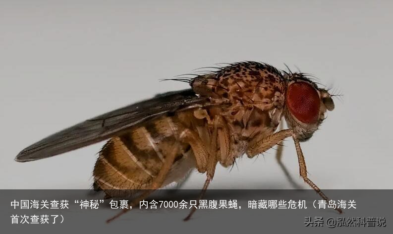 中国海关查获“神秘”包裹，内含7000余只黑腹果蝇，暗藏哪些危机（青岛海关首次查获了）