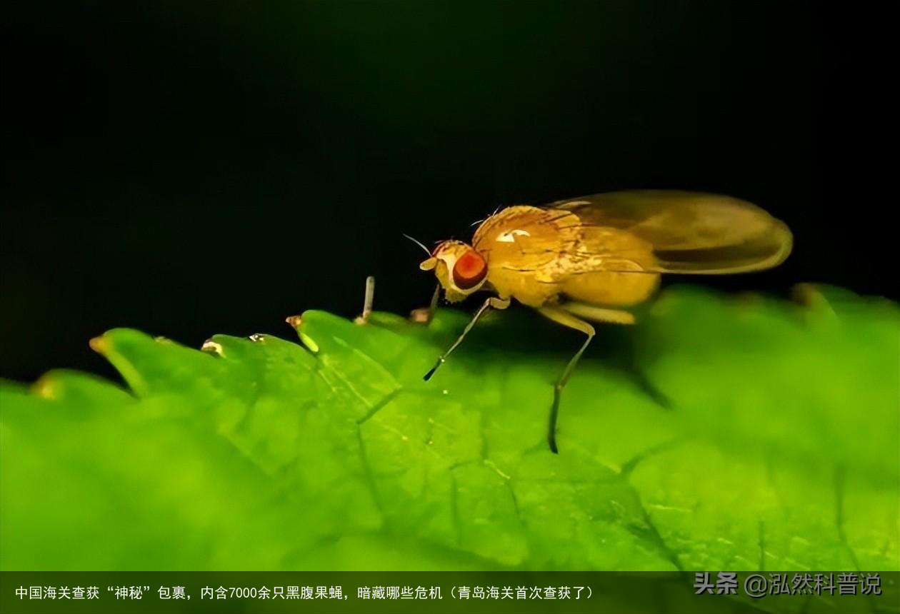 中国海关查获“神秘”包裹，内含7000余只黑腹果蝇，暗藏哪些危机（青岛海关首次查获了）