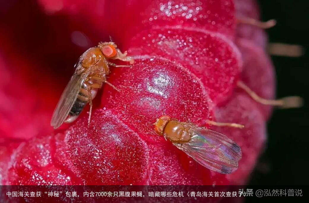 中国海关查获“神秘”包裹，内含7000余只黑腹果蝇，暗藏哪些危机（青岛海关首次查获了）
