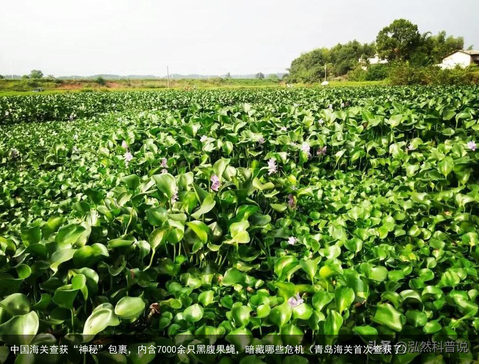 中国海关查获“神秘”包裹，内含7000余只黑腹果蝇，暗藏哪些危机（青岛海关首次查获了）