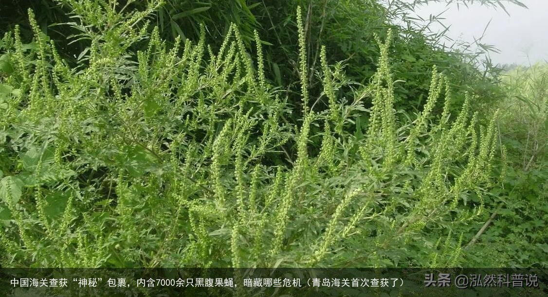 中国海关查获“神秘”包裹，内含7000余只黑腹果蝇，暗藏哪些危机（青岛海关首次查获了）