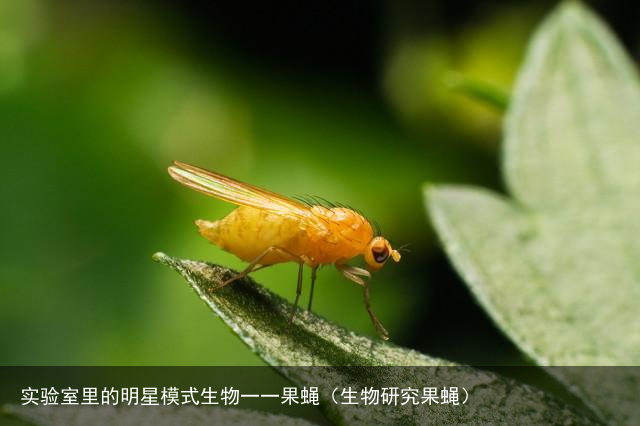 实验室里的明星模式生物一一果蝇（生物研究果蝇）