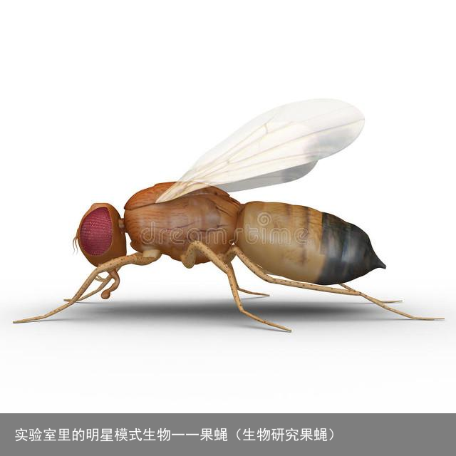 实验室里的明星模式生物一一果蝇（生物研究果蝇）