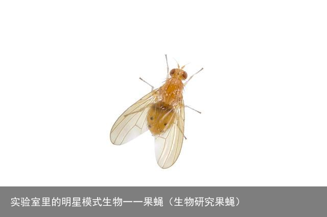 实验室里的明星模式生物一一果蝇（生物研究果蝇）
