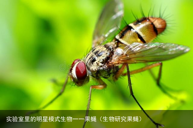实验室里的明星模式生物一一果蝇（生物研究果蝇）