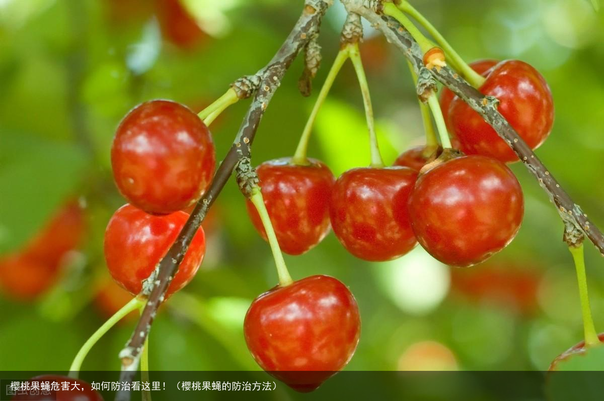 樱桃果蝇危害大，如何防治看这里！（樱桃果蝇的防治方法）