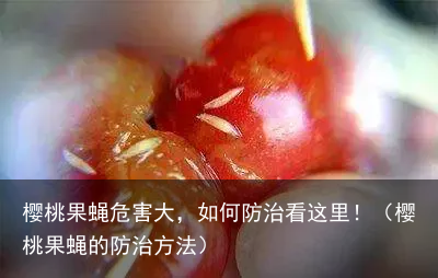 樱桃果蝇危害大，如何防治看这里！（樱桃果蝇的防治方法）