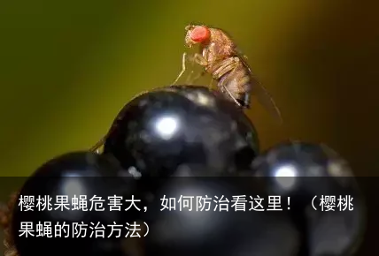 樱桃果蝇危害大，如何防治看这里！（樱桃果蝇的防治方法）