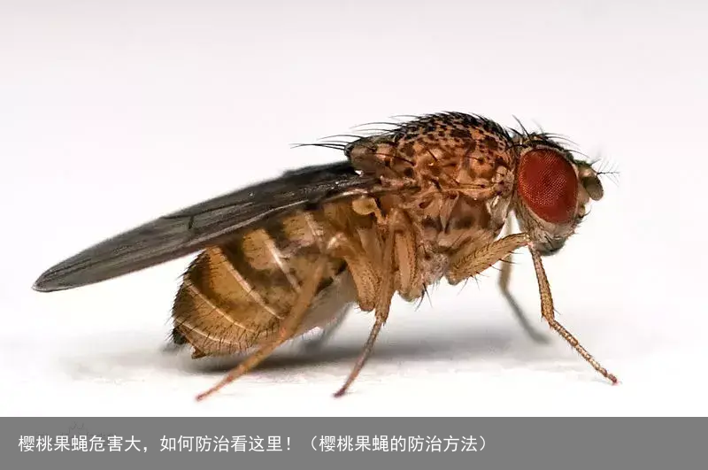 樱桃果蝇危害大，如何防治看这里！（樱桃果蝇的防治方法）