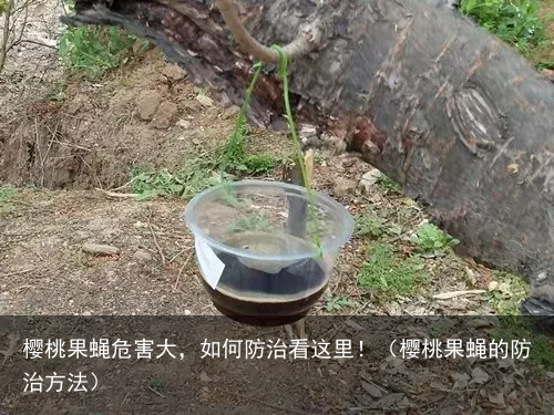 樱桃果蝇危害大，如何防治看这里！（樱桃果蝇的防治方法）