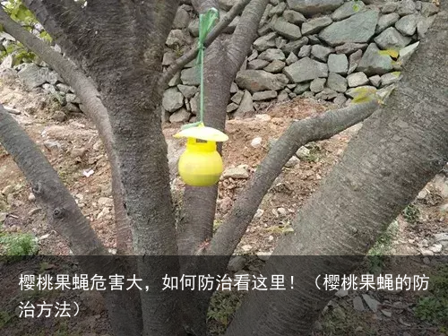 樱桃果蝇危害大，如何防治看这里！（樱桃果蝇的防治方法）