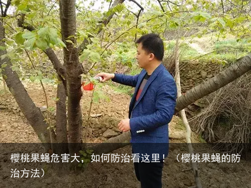 樱桃果蝇危害大，如何防治看这里！（樱桃果蝇的防治方法）
