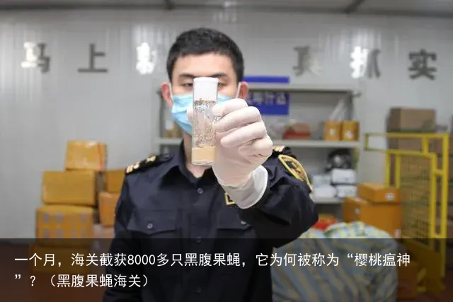 一个月，海关截获8000多只黑腹果蝇，它为何被称为“樱桃瘟神”？（黑腹果蝇海关）