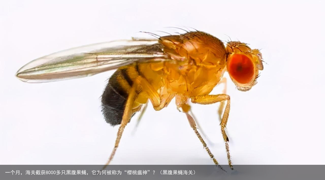 一个月，海关截获8000多只黑腹果蝇，它为何被称为“樱桃瘟神”？（黑腹果蝇海关）