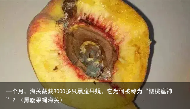 一个月，海关截获8000多只黑腹果蝇，它为何被称为“樱桃瘟神”？（黑腹果蝇海关）