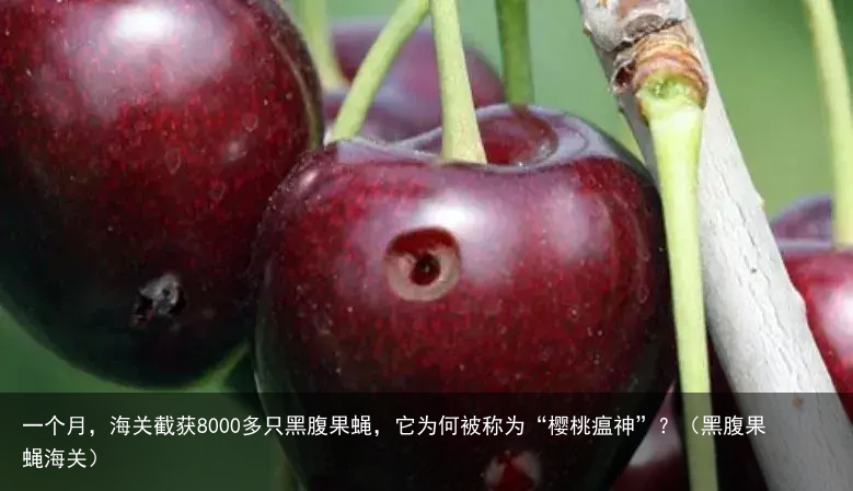 一个月，海关截获8000多只黑腹果蝇，它为何被称为“樱桃瘟神”？（黑腹果蝇海关）