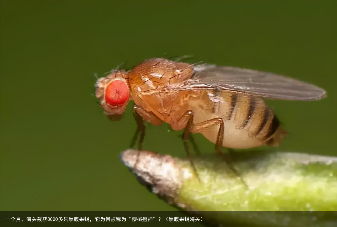 一个月，海关截获8000多只黑腹果蝇，它为何被称为“樱桃瘟神”？（黑腹果蝇海关）
