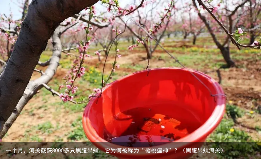 一个月，海关截获8000多只黑腹果蝇，它为何被称为“樱桃瘟神”？（黑腹果蝇海关）