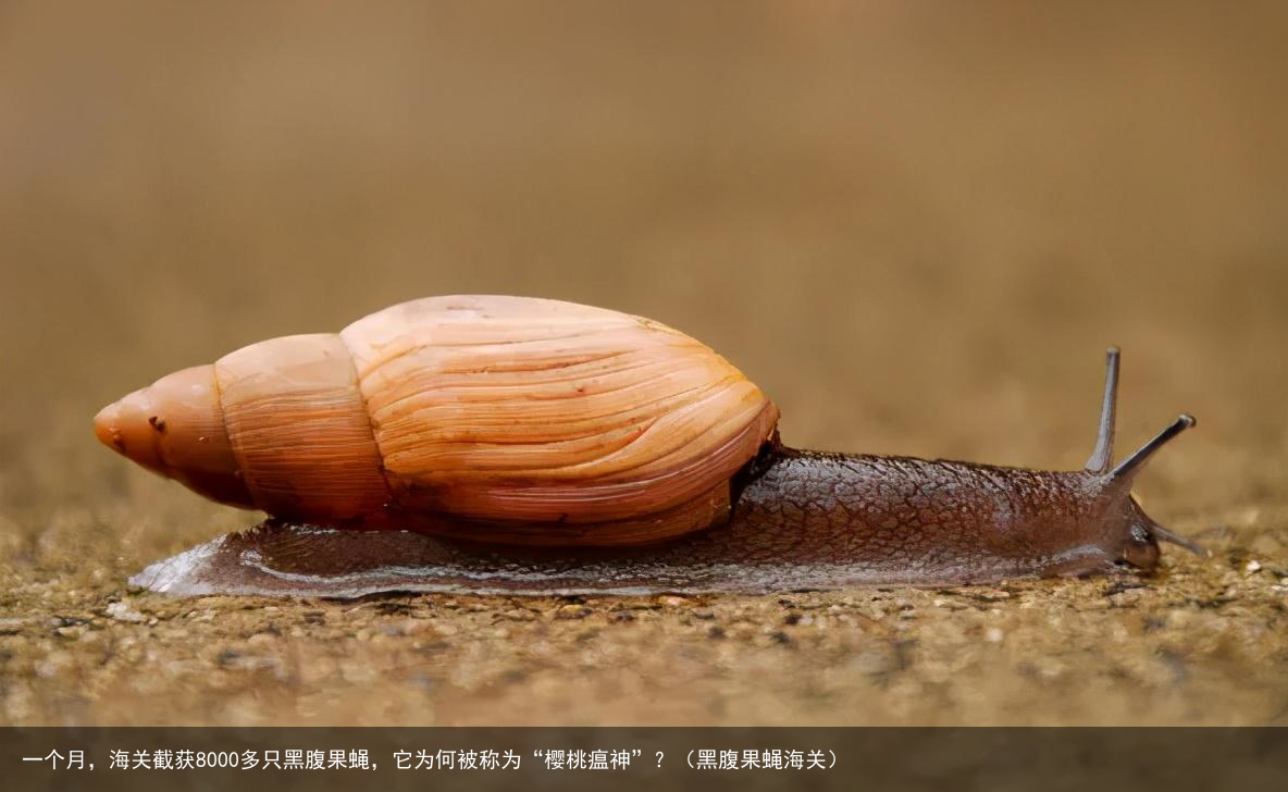 一个月，海关截获8000多只黑腹果蝇，它为何被称为“樱桃瘟神”？（黑腹果蝇海关）