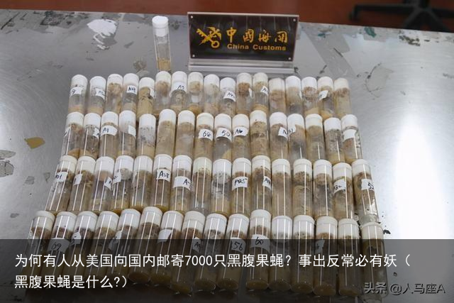 为何有人从美国向国内邮寄7000只黑腹果蝇？事出反常必有妖（黑腹果蝇是什么?）