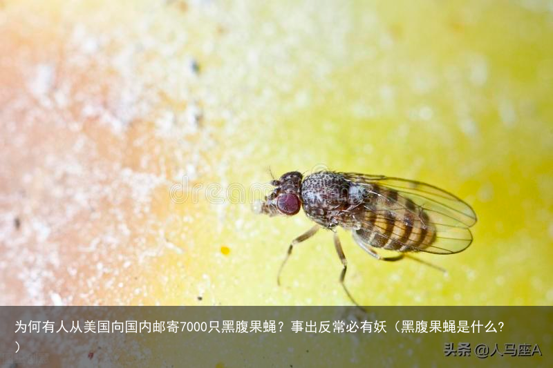 为何有人从美国向国内邮寄7000只黑腹果蝇？事出反常必有妖（黑腹果蝇是什么?）