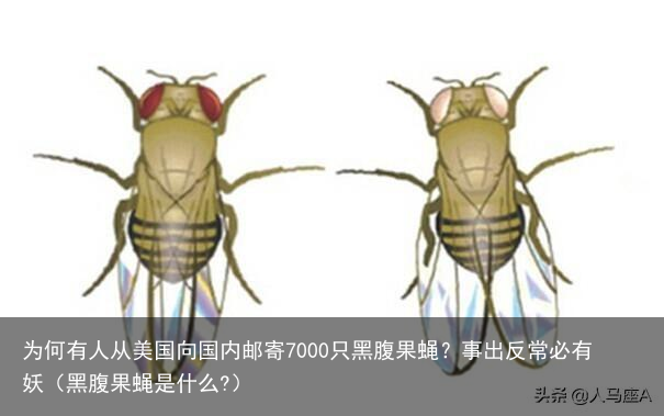 为何有人从美国向国内邮寄7000只黑腹果蝇？事出反常必有妖（黑腹果蝇是什么?）