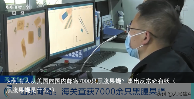 为何有人从美国向国内邮寄7000只黑腹果蝇？事出反常必有妖（黑腹果蝇是什么?）