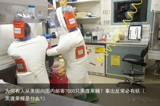 为何有人从美国向国内邮寄7000只黑腹果蝇？事出反常必有妖（黑腹果蝇是什么?）