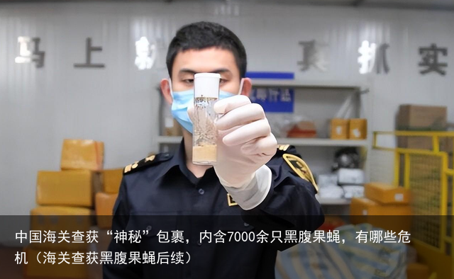 中国海关查获“神秘”包裹，内含7000余只黑腹果蝇，有哪些危机（海关查获黑腹果蝇后续）