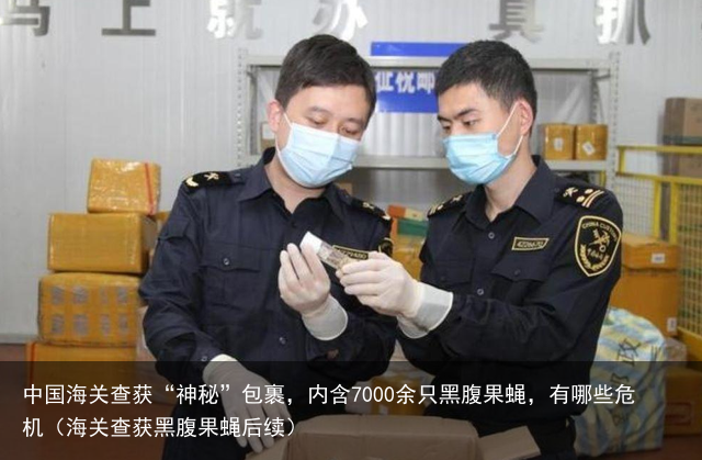 中国海关查获“神秘”包裹，内含7000余只黑腹果蝇，有哪些危机（海关查获黑腹果蝇后续）
